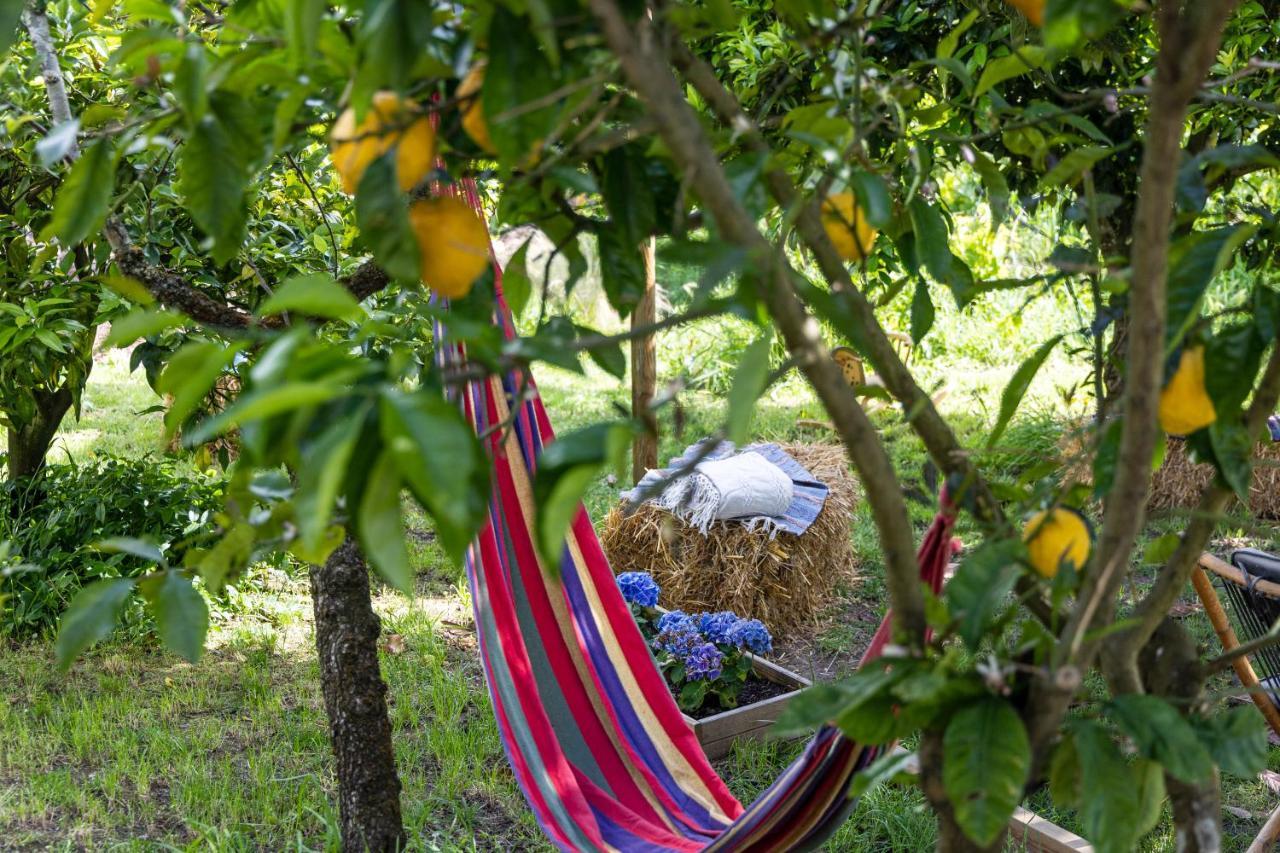 Avo Rosa Guesthouse São João da Ribeira 外观 照片