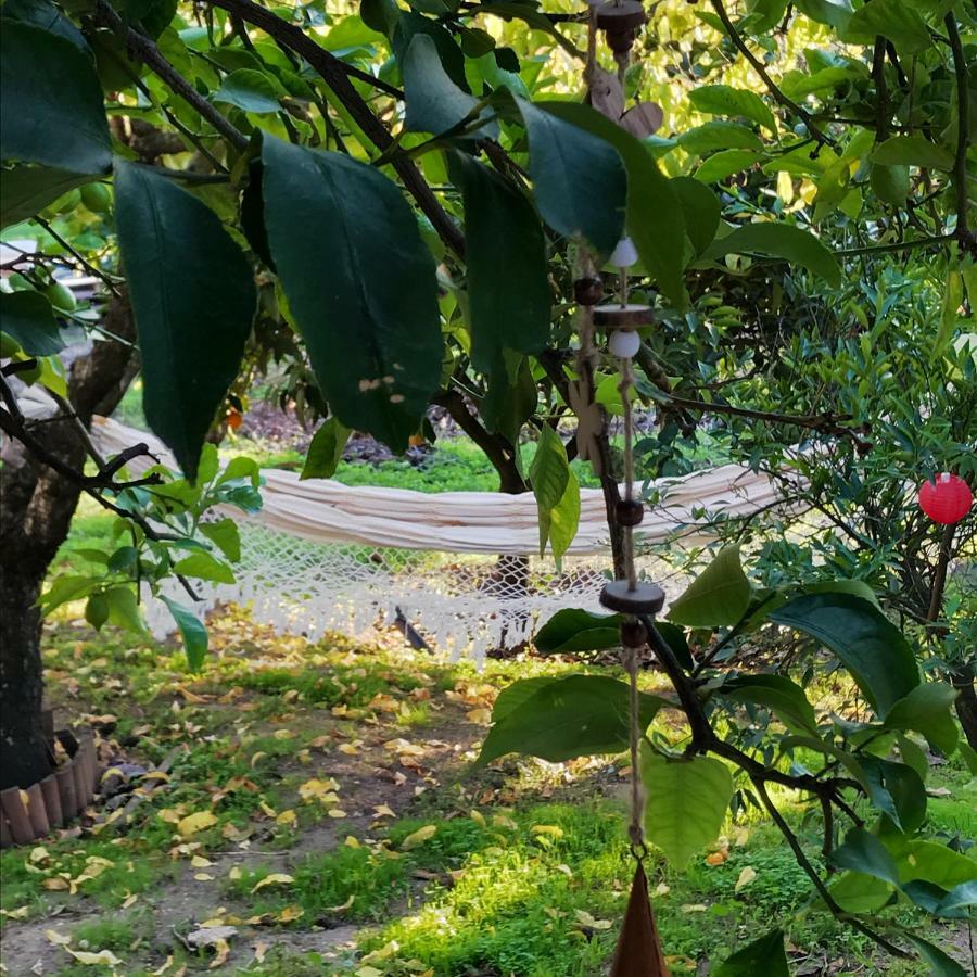 Avo Rosa Guesthouse São João da Ribeira 外观 照片